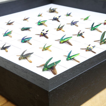 Buprestidae Study Mosaic Box Frame Entomology Taxidermy Insects Bug Butterfly Interior Design Modern Home Decor Wall Hanging Gift Ornament, 5 of 7