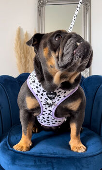 Deluxe Dalmatian Print Dog Harness, 6 of 12