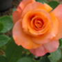 Rose Copper Delight, 7th Wedding Anniversary Rose Gift, thumbnail 1 of 2