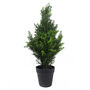 60cm Uv Protected Artificial Cedar Cypress Topiary, thumbnail 1 of 3