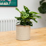 Grey Moroccan Style Indoor Plant Pot, thumbnail 1 of 2
