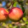 Apple Trees 'Sunset', thumbnail 9 of 12