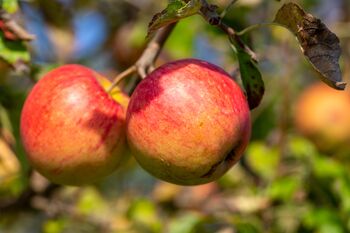 Apple Trees 'Sunset', 9 of 12