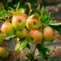 Apple Tree 'Self Fertile Cox', thumbnail 1 of 7