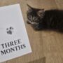 New Kitten Gift Kit, thumbnail 3 of 9