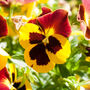 Flowers Pansy 'Radiance Red' 20 X Plant Pack, thumbnail 6 of 6