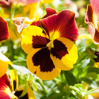 Flowers Pansy 'Radiance Red' 20 X Plant Pack, 6 of 6