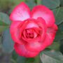 Rose Bush Plants, 'You're My Everything', 3 L Pots, thumbnail 1 of 2