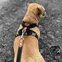Soft Black Leather Dog Lead, thumbnail 3 of 5