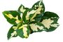 Houseplant Graptophyllum 'Caricature Plant' In 13cm Pot, thumbnail 1 of 5
