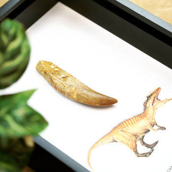 T Rex Carcharodontosaurus Tooth And Watercolour Illustration A4 Box Frame Real Authentic Jurassic Dinosaur Fossil Museum Quality Natural History Interior Design Home Decor Wall Hanging Display Gift Ornament, 2 of 5