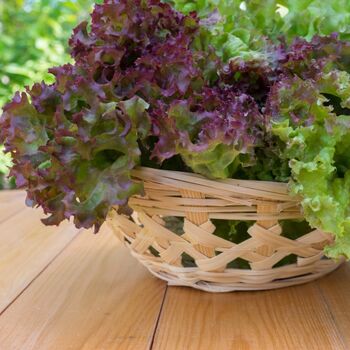 Salad Plants Lettuce 'Lollo Rosso' 9x Plug Plant Pack, 2 of 7