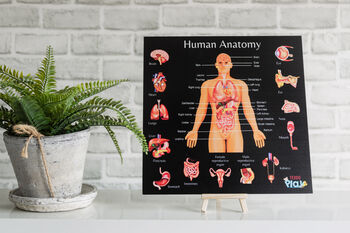 Human Anatomy And Human Skeletal System, 5 of 8