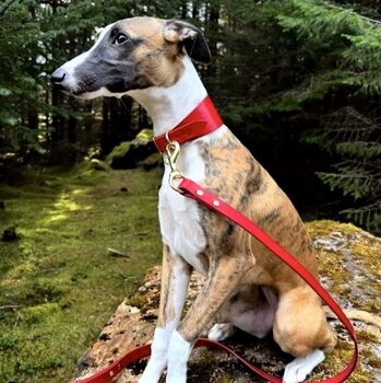 Sighthound Collar And Lead Set, 2 of 12