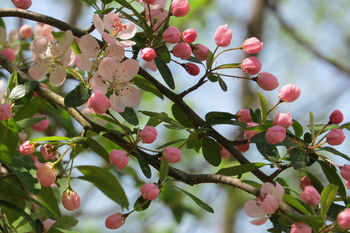 Crab Apple Fruit Trees Two X 10 L Pots, 3 of 7