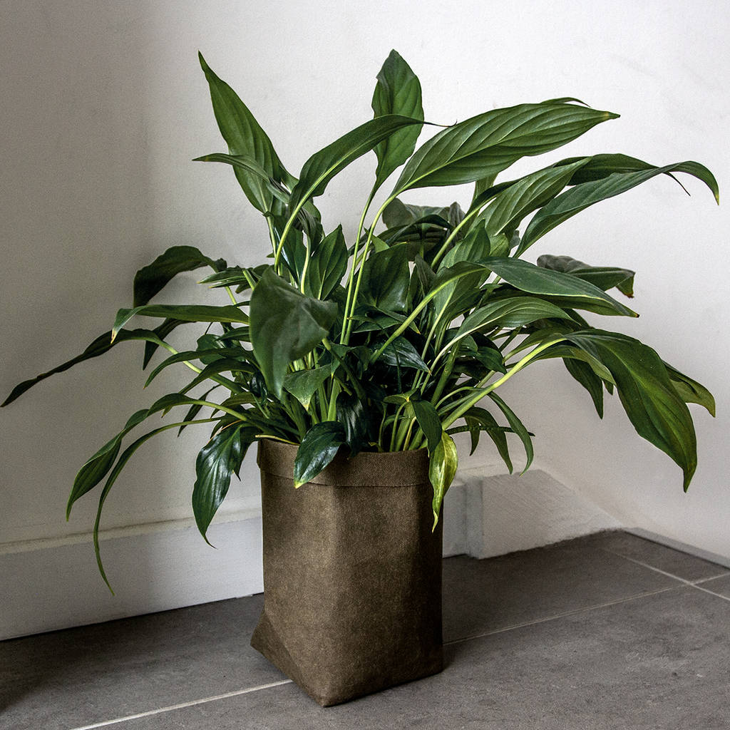 Personalised Washable Paper Plant Pot Medium By Studio Hop ...