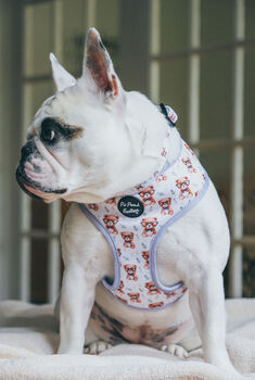 Rusty Bear Dog Harness, 9 of 11