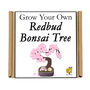 Gardening Gift. Grow Your Own Redbud Bonsai Tree, thumbnail 4 of 5