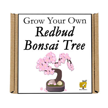 Gardening Gift. Grow Your Own Redbud Bonsai Tree, 4 of 5