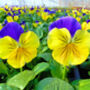 Flowers Pansy 'Morpheus' 20 X Plant Pack, thumbnail 3 of 4