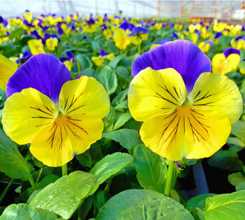 Flowers Pansy 'Morpheus' 20 X Plant Pack, 3 of 4