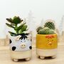 Cow Chick Planter With Choice Of Plant, thumbnail 2 of 6