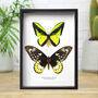 Goliath Birdwing Pair Butterfly Moth Insect Bug Entomology Taxidermy Box Frame, thumbnail 1 of 3