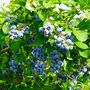 Fruit Plant Blueberry 'Sunshine Blue' In Two Litre Pot, thumbnail 2 of 5