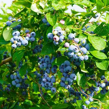 Fruit Plant Blueberry 'Sunshine Blue' In Two Litre Pot, 2 of 5