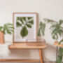 Fiddle Fig Ficus Plant Illustrated A4 Art Print, thumbnail 6 of 12