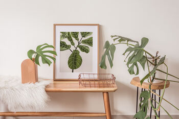 Fiddle Fig Ficus Plant Illustrated A4 Art Print, 6 of 12