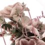 Mauve Magnolia Floral Display Special Occasion Gift, thumbnail 10 of 10