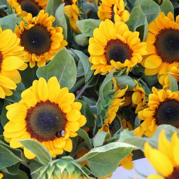 Sunflower Sunrich Orange, Full Plants In 9cm Pots, 4 of 5