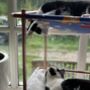 Stackable Copper Cat Bed/ Cat Tower, thumbnail 5 of 11
