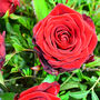 A Dozen Red Rose Flowers Chocolates And Prosecco, thumbnail 5 of 9