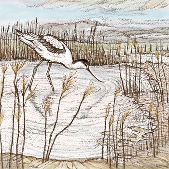 'Avocet' Print, 3 of 3