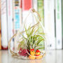 Air Plant Terrarium With Choices Of Figurines, thumbnail 1 of 3