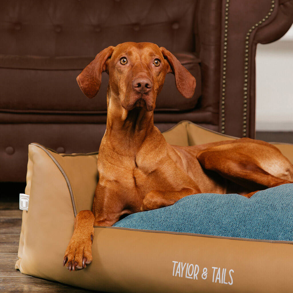 Sustainable Luxury Sofa Dog Bed Barry, 1 of 7