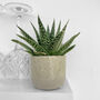 Gasteria Aloe House Plant Easy Care Decorative Plant, thumbnail 2 of 4
