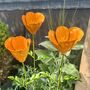 Californian Poppy Sculptures Set Of Three, thumbnail 2 of 4