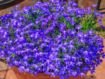 Flowers Lobelia 'Crystal Palace' 20 X Plant Pack, 2 of 6