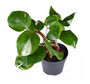 Houseplant Philodendron White Knight Plant In 13cm Pot, thumbnail 1 of 5