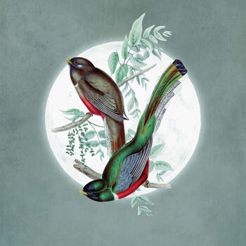 Elegant Tailed Trogon Moon Art Print – Vintage Japandi Style – Range Of Colours, 3 of 7