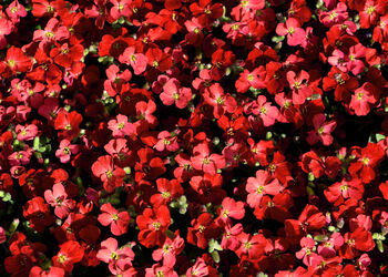 Flowers Aubretia Red Three X Plug Plant Pack, 5 of 5