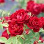 Rose 'Sweet Wishes' Fragrant Pink Floribunda 4 L Pot, thumbnail 1 of 5