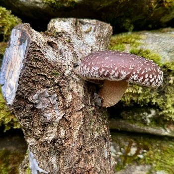 Shiitake Mushroom Log Growing Kit, 10 of 10