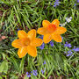 Set Of Two Daffodil Garden Ornament Bird Feeders In Cast Iron, thumbnail 3 of 6