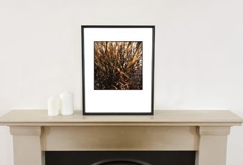 Dronning Ingrid, Miscanthus Photographic Art Print, 2 of 4