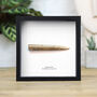 Belemnite Box Frame Real Authentic Jurassic Dinosaur Fossil Museum Quality Natural History Interior Design Home Decor Display Gift Ornament, thumbnail 1 of 4