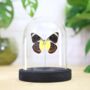 Delias Timorensis Insect Bug Moth Butterfly Bell Jar Entomology Taxidermy Interior Design Home Decor Cloche Modern Display Gift Ornament, thumbnail 1 of 4